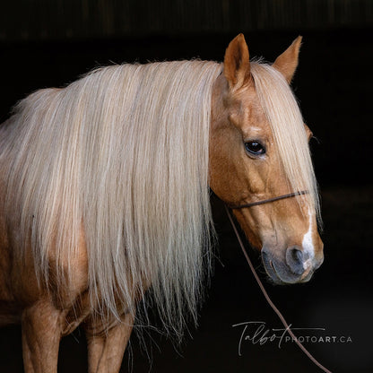 Licol de photographie