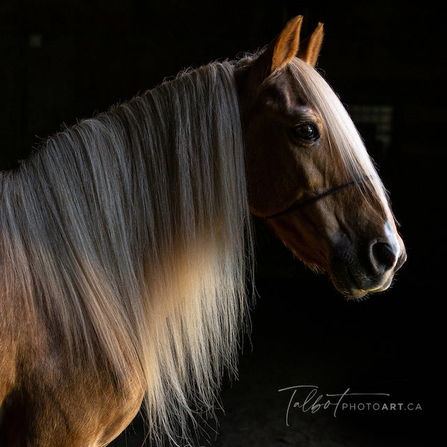 Licol de photographie