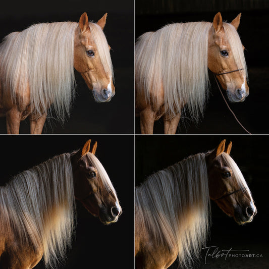 Licol de photographie
