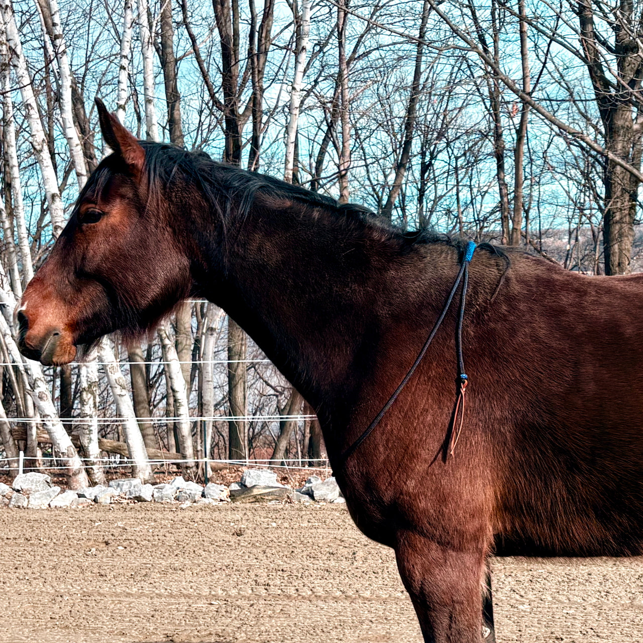 CLASSIC EQUINE Corde tressée en nylon tressé pour cheval de 14,5 m de long CLASSIC EQUINE Corde tressée en nylon tressé pour cheval de 14,5 m de long