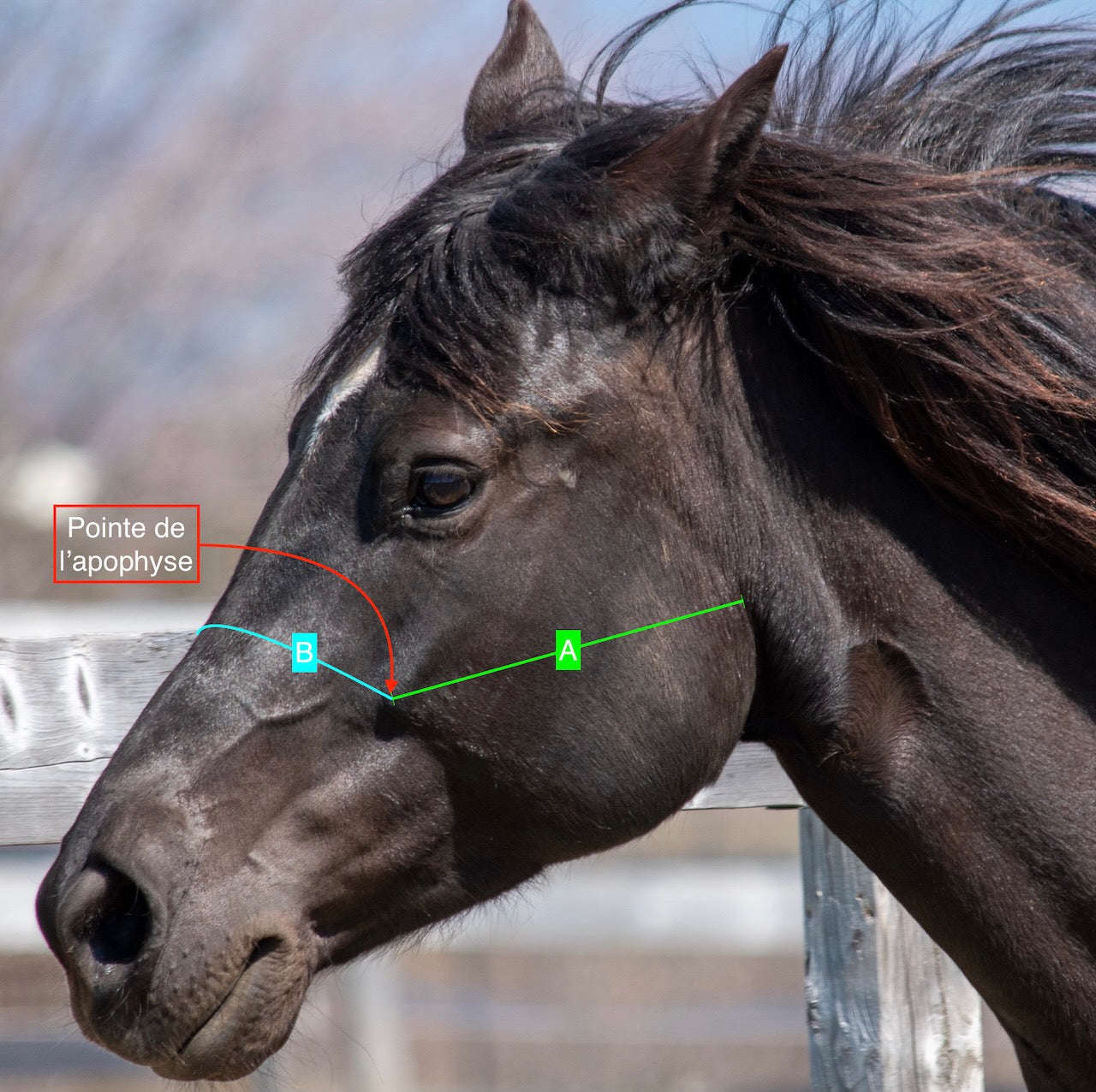 Cordes et Galop - licol pour chevaux - Cheval noir - natural horsemanship - horse ground work - equine businesses - prise de mesure