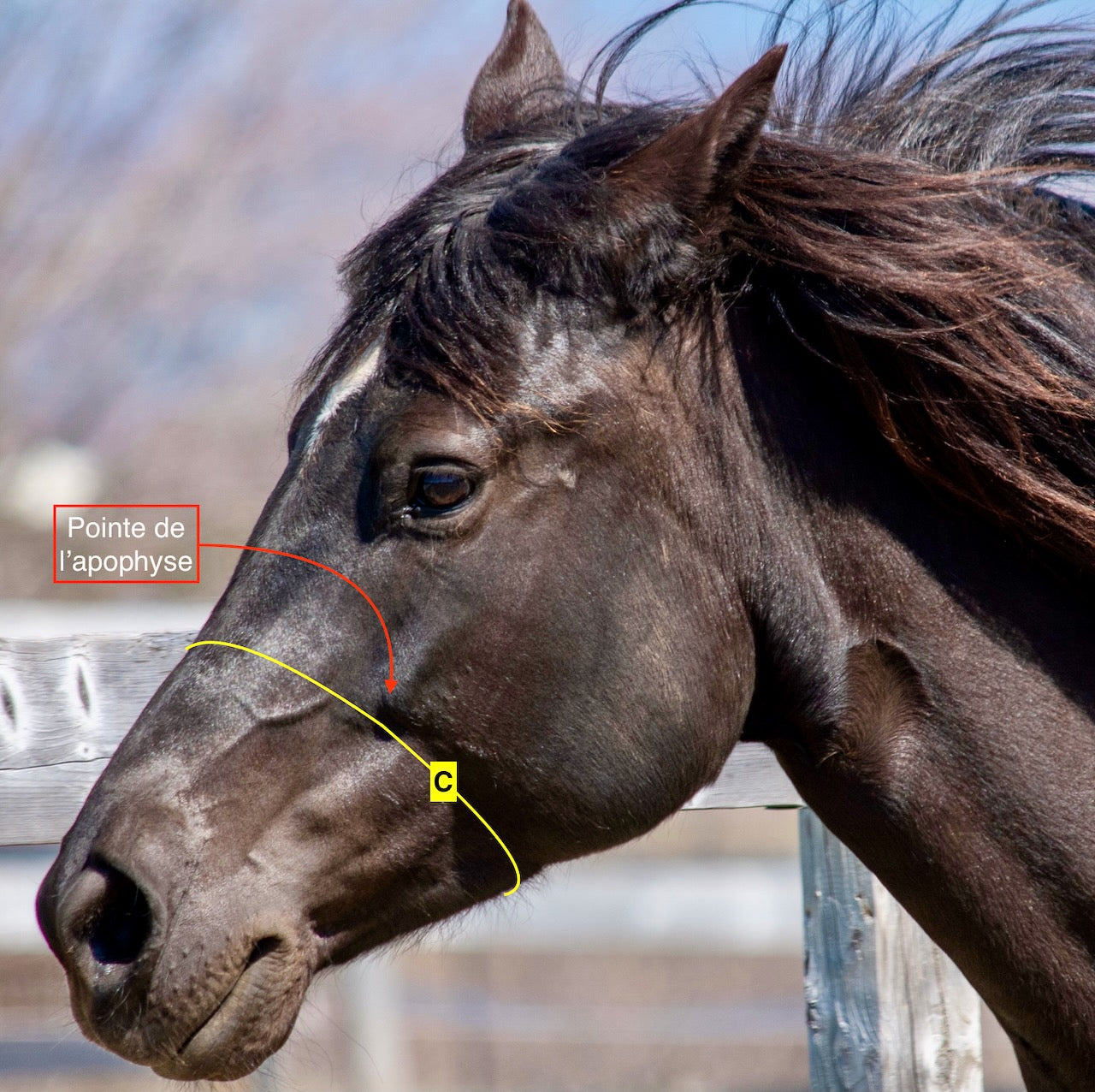 Cordes et Galop - cheval noir - cheval brun - prise de mesure - natural horsemanship - horse ground work - equine businesses