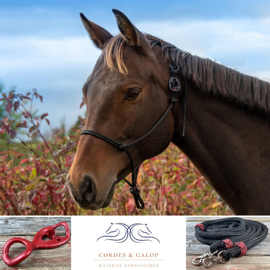 Cordes et Galop - licol pour chevaux - licou pour chevaux - Licou noir - Hookilpen noir - Cheval brun - Sudan - natural horsemanship - horse ground work - equine businesses 