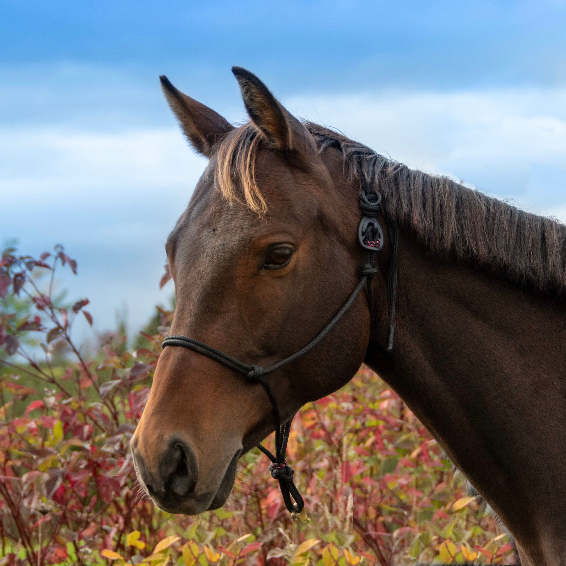Cordes & Galop - Sudan- Cheval brun - licol pour chevaux - licol éthologique noir - hookilpenn noir - licou pour chevaux - natural horsemanship